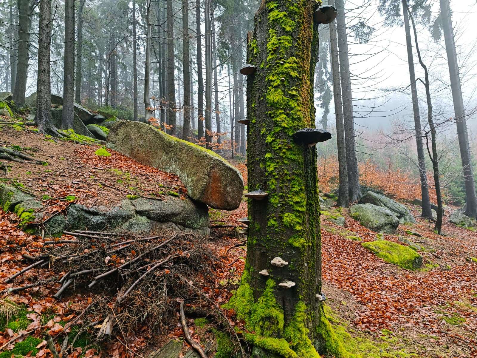 lesy okolo Kořenova Jizerky